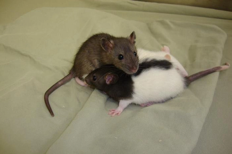 Two rats huddled 